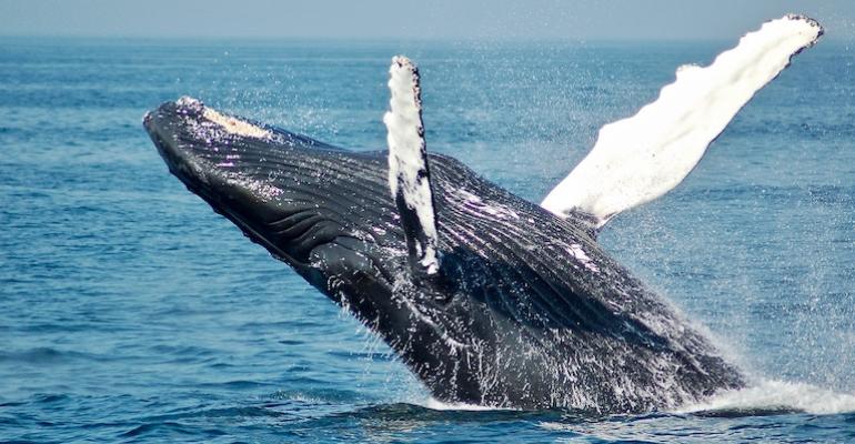 whale-in-sea-Todd-Cravens-Unsplash
